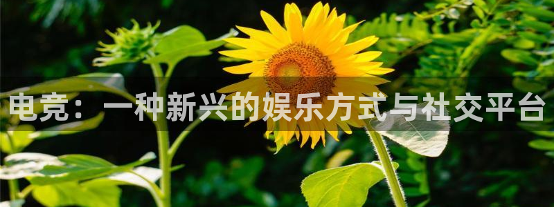 JJB电竞官方网站：电竞：一种新兴的娱乐方式与社交平台